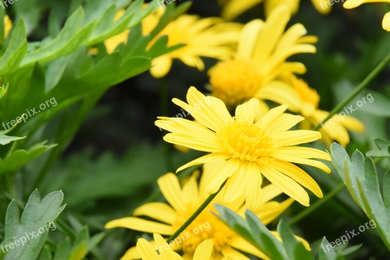 Calendula Flower Chrysanthemum Autumn Free Photos