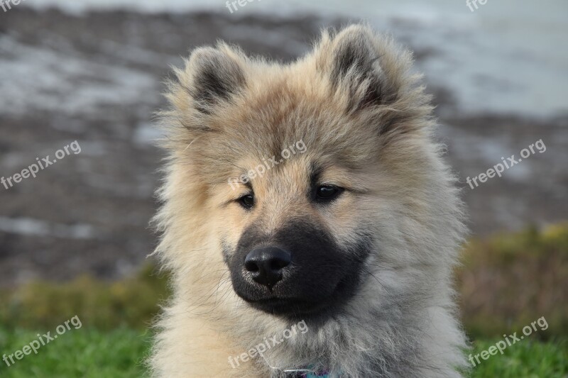 Dog Pup Dog Portrait Dog Eurasier Olaf Blue Canine