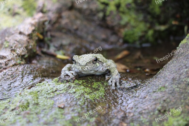 Frog Tree Frog Wild Life Amphibian Free Photos