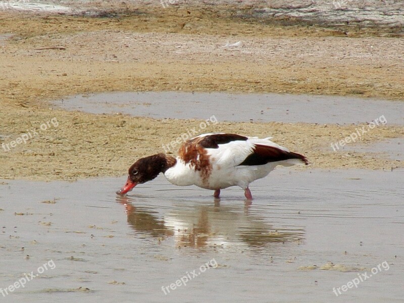 Bird Birdwatching Nature Waterfowl Wildlife