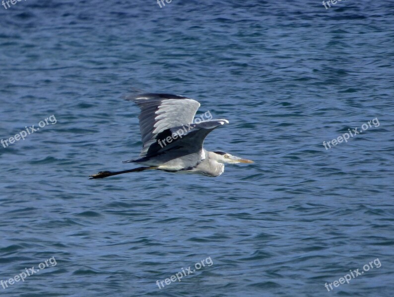 Grey Heron Bird Animal Wildlife Nature