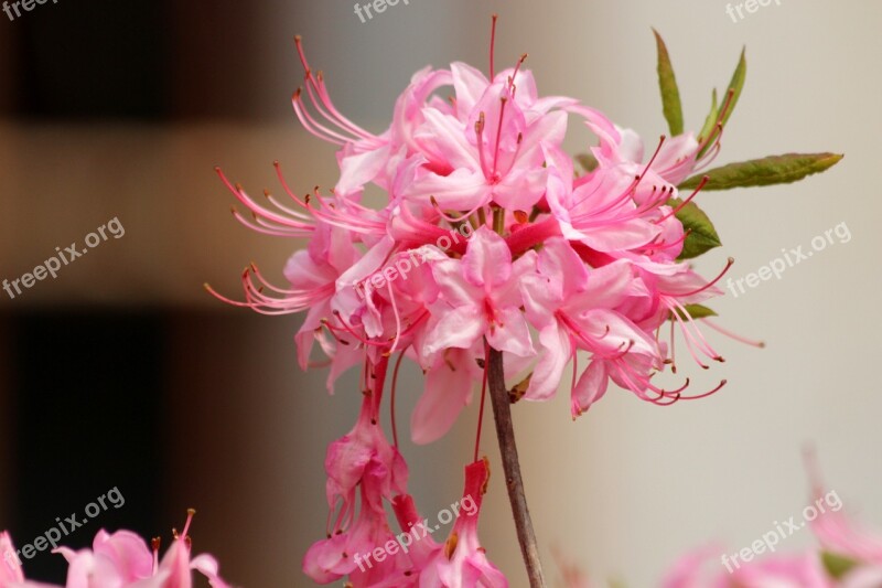 Rhododendron Plant Pink Flowers Bloom Flowers