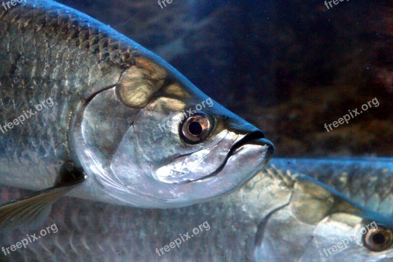 Fish Head Underwater Aquarium Sea ​​fish