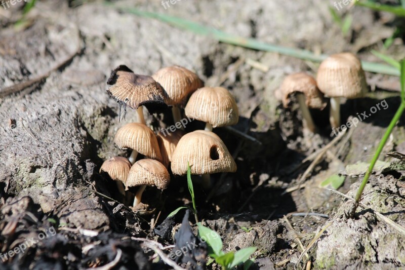 Mushrooms Grebes Nature Forest A Lot