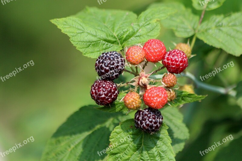 Raspberry Black Raspberry Plant Bush Fruit