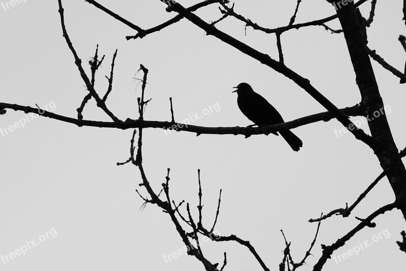 Blackbird Aesthetic Bird Black And White Free Photos