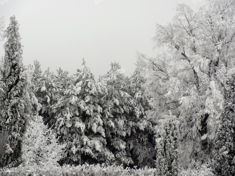 Winter Snow New Year Christmas Trees Forest