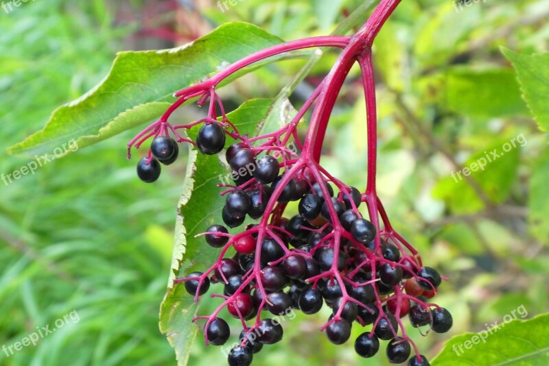 Berries Elderberry Autumn Fruits Vegetable