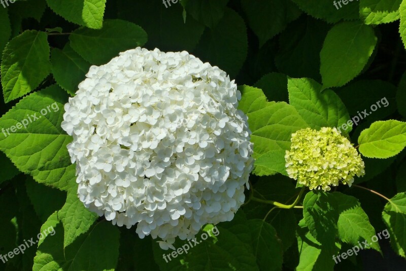 White Flower Snowball Viburnum Opulus Bloom White