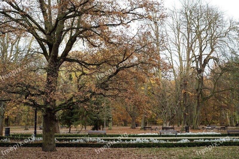 Autumn Park Leaf Nature Tree