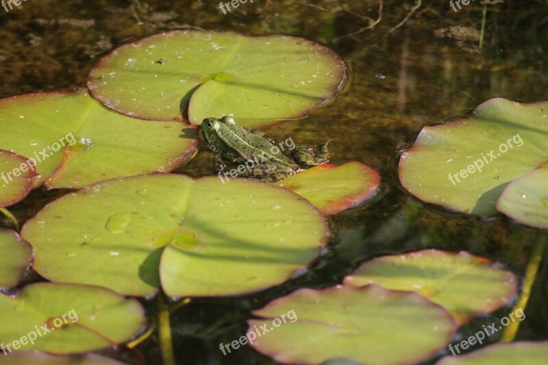 Nature Pond Frog Garden Pond Free Photos