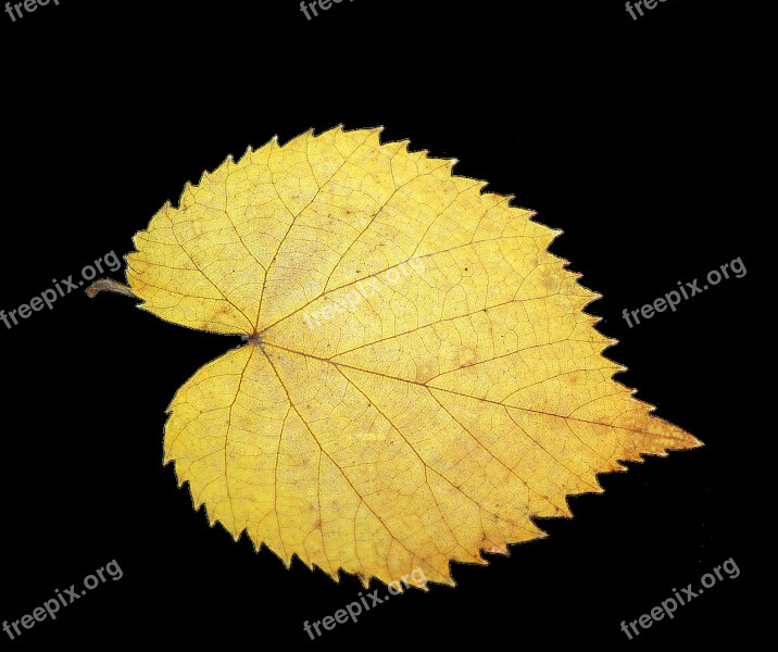 Foliage Leaf Fall Foliage Isolated Yellow Autumn Mood