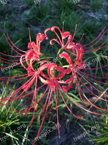 Lycoris Radiata Red Spider Lily Red Magic Lily Amaryllis Flower