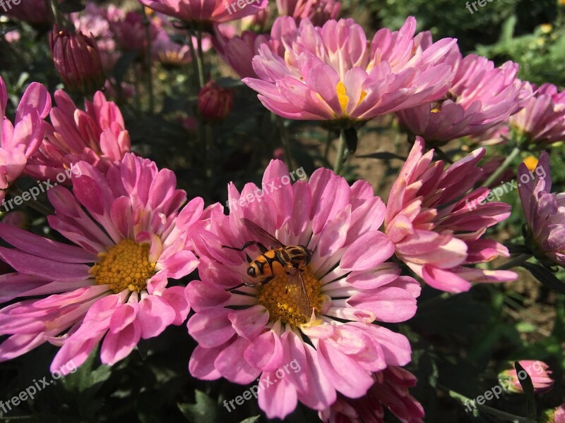 Chrysanthemum Flowers Autumn Hover Fly Syrphid Flies