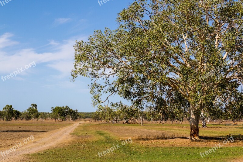 Tree Road Sky Landscape Nature