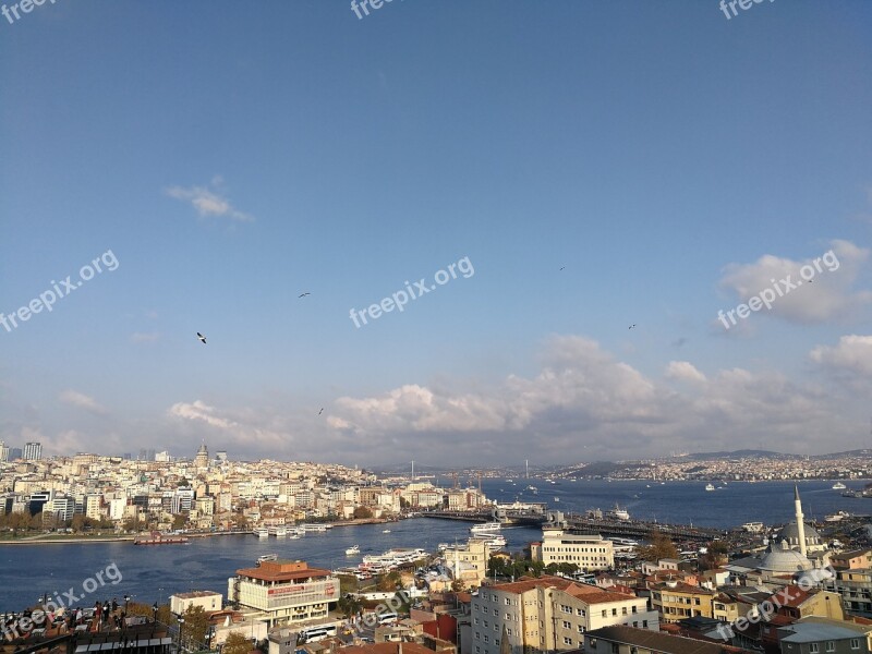 Freedom Gulls City Estuary Bosphorus