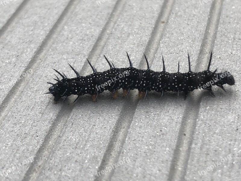 Millipede Insect Caterpillar Free Photos