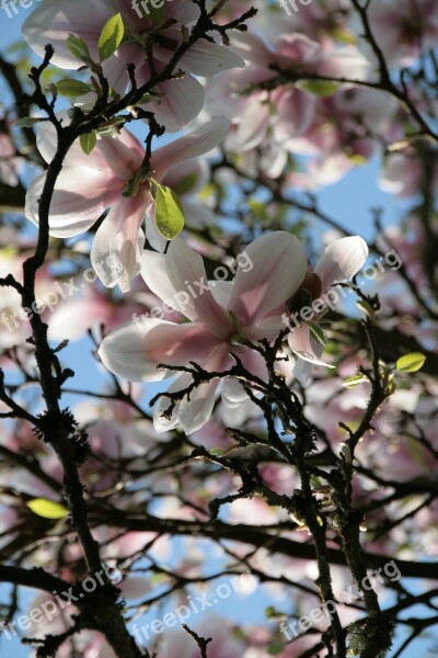 Magnolia Tree Spring Pink Frühlingsblüher