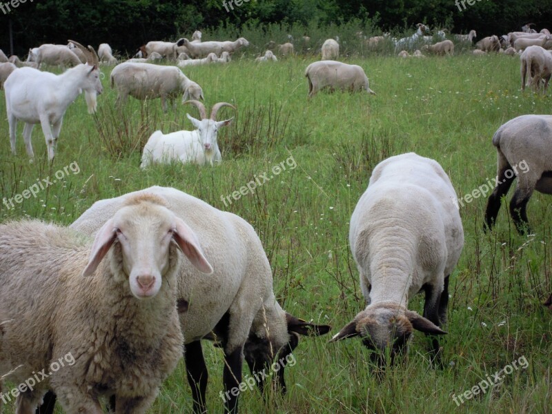 Sheep Meadow Animals Pasture Cattle