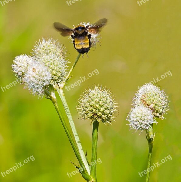 Bumble Bumbler Bee Pollen Nature