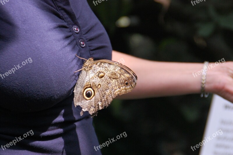 Bosom Breast Butterfly Woman Breasts