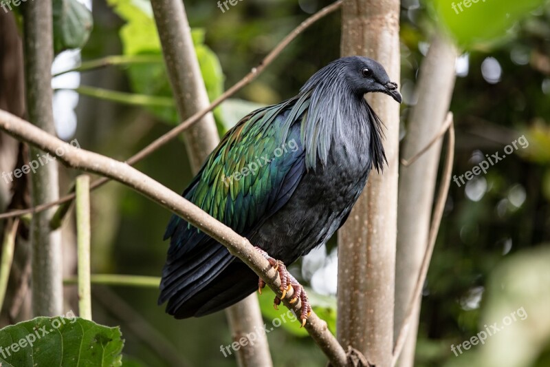 Exotic Bird South America Plumage Free Photos