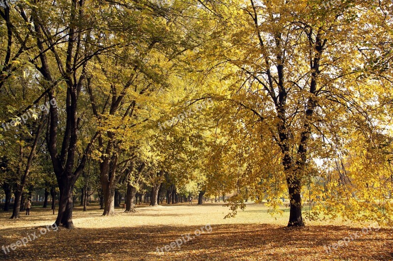 Autumn Park Tree Foliage Nature