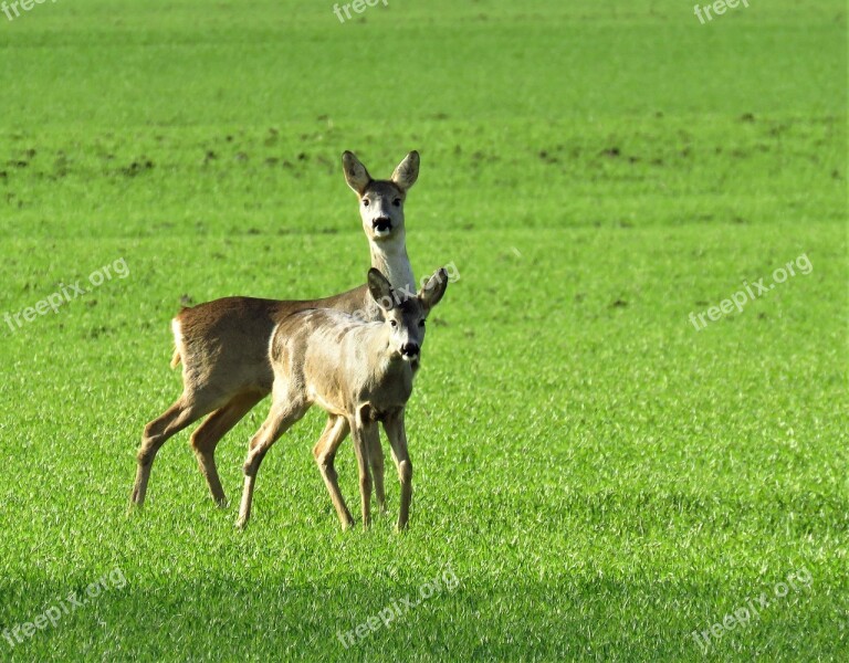 Nature Wildlife Roe Deer Green Wheat