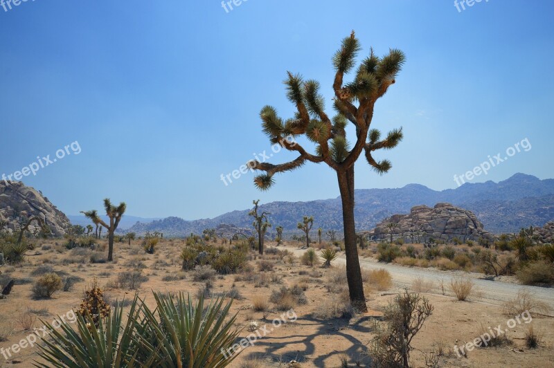 National Park Landscape Desert California Cactus