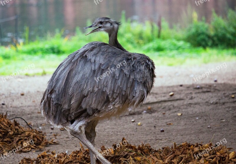 Rhea Bird Flightless Bird Big Bird Animal Animal World