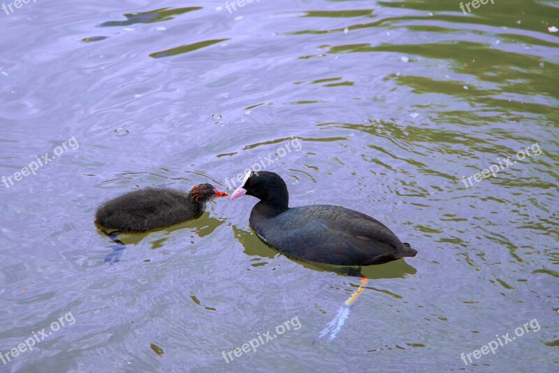 Water Bird Ralle Coot Lake Swim