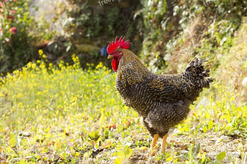 Cock Rooster Male Farm Poultry