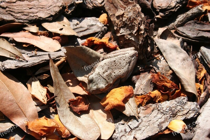 Frog Camouflage Leaves Nature Amphibian