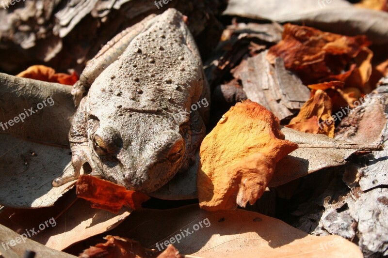 Frog Camouflage Leaves Nature Amphibian