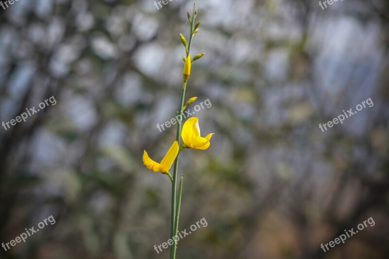 Flower Nature Shimla Blossom Plant