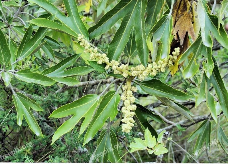 Flower Shrub Amazonie Wild Green