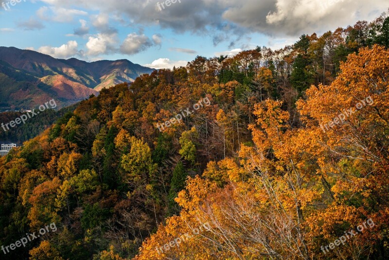 Red Forest Moutain Hill Downhill