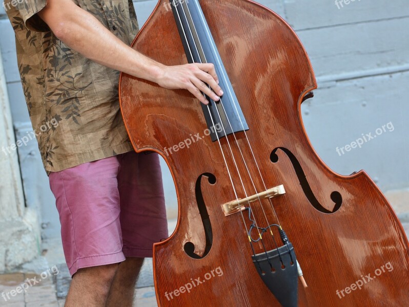 Musician Double Bass Instrument Music Strings