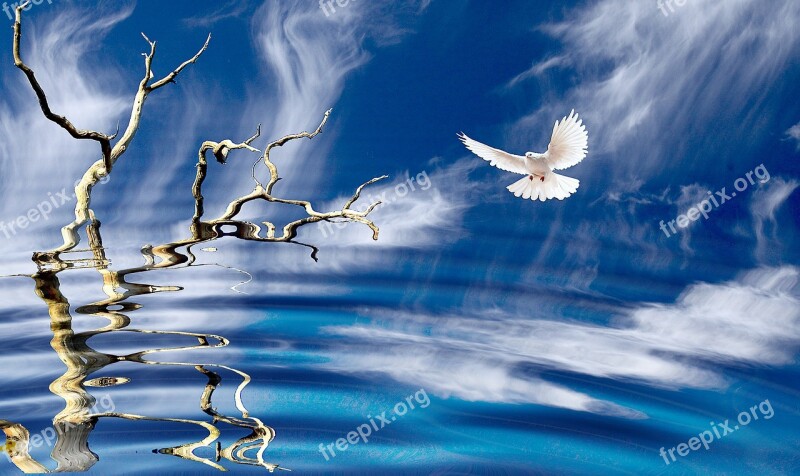 Nature Bird Dove Sky Clouds