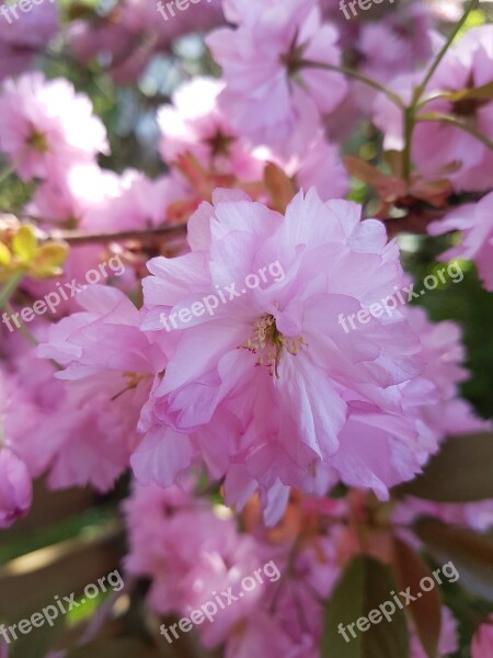 Flowers Pink Flowers Tree Blossoms Free Photos