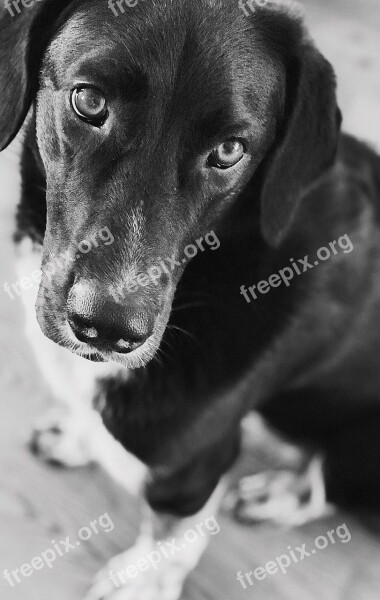 Dog Pet Animal Cute Animal Portrait