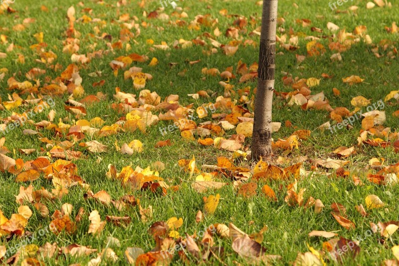 Autumn Leaves Foliage In The Fall Of Colorful