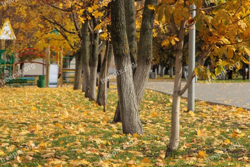 Autumn Trees Park Forests Landscape