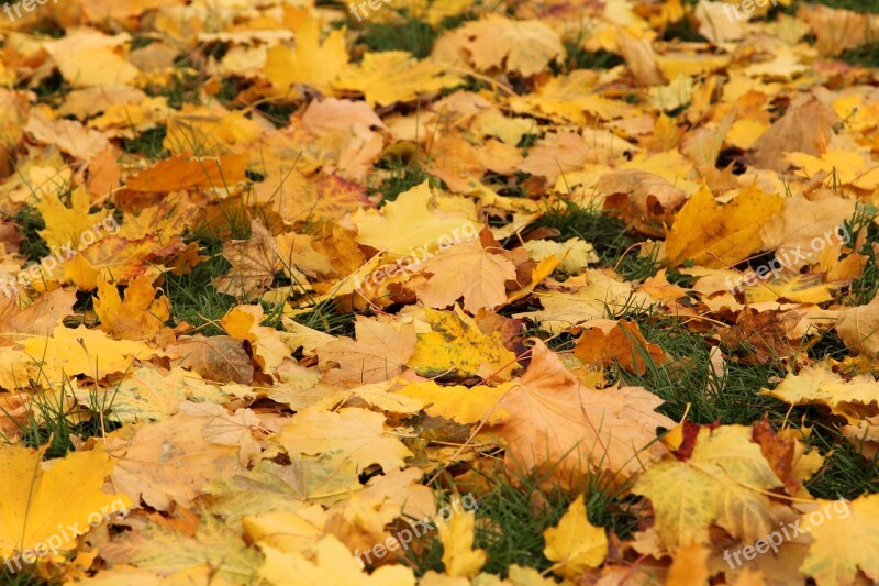 Leaves Autumn In The Fall Of Grass Colorful