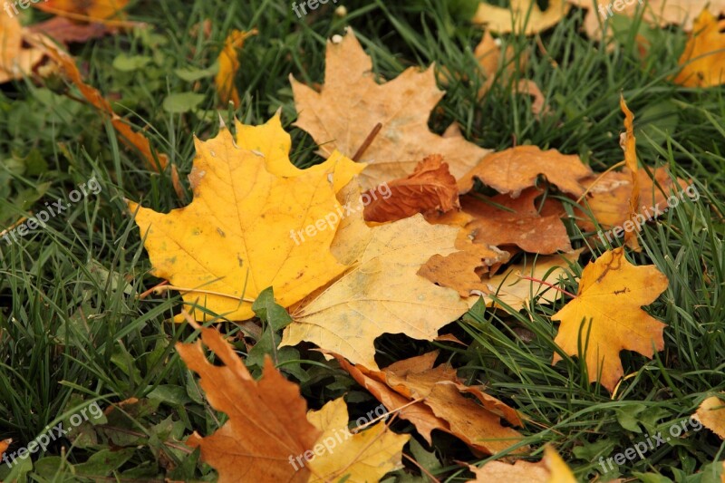 Leaves Autumn In The Fall Of Grass Colorful