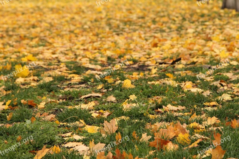 Leaves Autumn In The Fall Of Colorful Nature