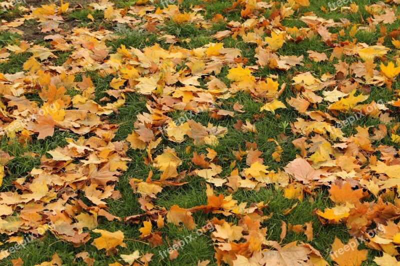 Leaves Autumn In The Fall Of Colorful Nature