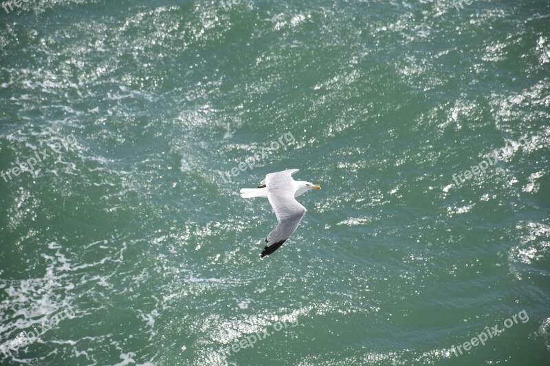 Seagull Möwe Bird Vogel Sea