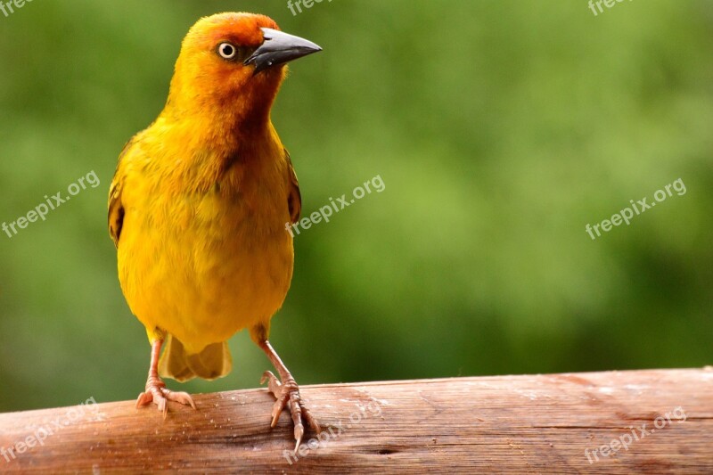 Bird Nature Colourful Weaver Yellow