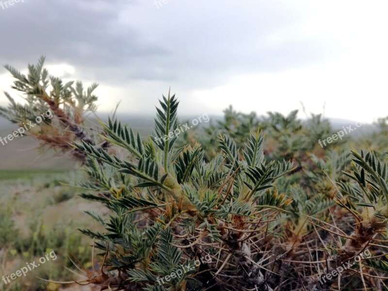 Bush Plan Sky Cloud Spring